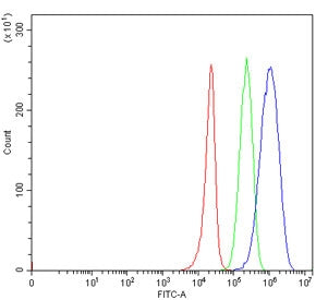TRIM3 Antibody