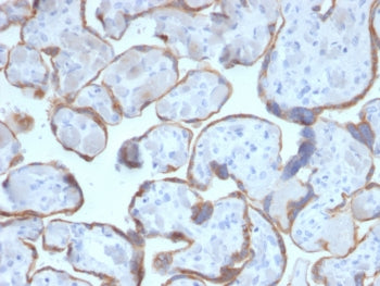 IHC staining of FFPE human placenta with PAPP-A antibody (clone PAPPA/2716). HIER: boil tissue secti