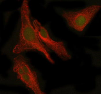 Immunofluorescent staining of PEPD using anti-PEPD antibody (green) and anti-Beta Tubulin antibody (