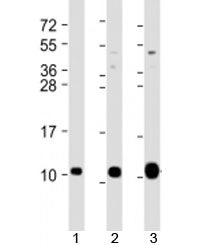 Western blot testing of 1) human HeLa, 2) human DU-145 and 3) mouse brain lysate with GNG12 antibody