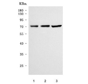 Western blot testing of 1) human Caco-2, 2) rat kidney and 3) rat PC-12 cell lysate with NaDC-1 anti