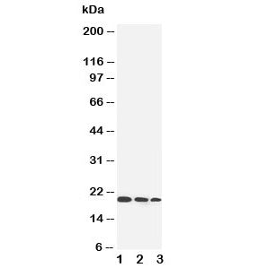 IL-10 Antibody