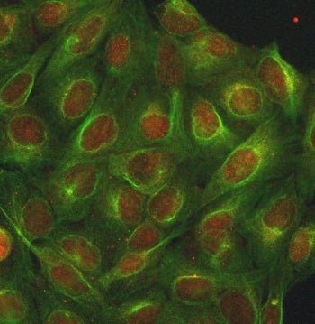 Immunofluorescent staining of FFPE human U-2 OS cells with INTS13 antibody (red) and Beta Tubulin mA