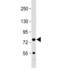 Western blot testing of mouse spleen lysate with Kindlin-3 antibody at 1:2000. Predicted molecular w