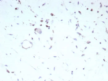 MyoD1 Antibody