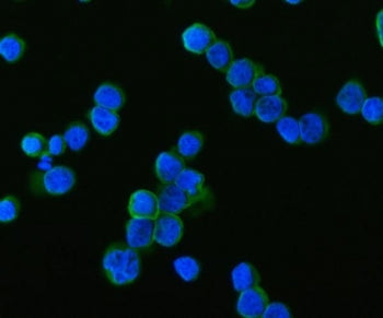 Immunofluorescent staining of FFPE human HEL cells with SAMSN1 antibody (green) and DAPI nuclear sta