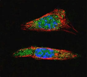 Confocal immunofluorescent analysis of SUMO1 antibody with A375 cells followed by Alexa Fluor 488-co