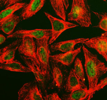 Immunofluorescent staining of PPIH using anti-PPIH antibody (green) and anti-Beta Tubulin antibody (