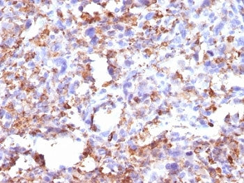 CD68 Antibody