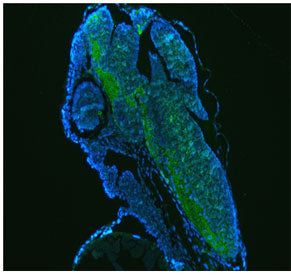 Immunofluorescent staining of FFPE zebrafish embryo tissue with Zebrafish Gnao1a antibody (green) an