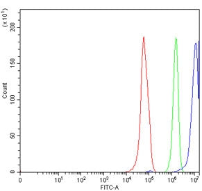 Flow cytometry testing of human RT4 cells with ERCC1 antibody at 1ug/million cells (blocked with goa