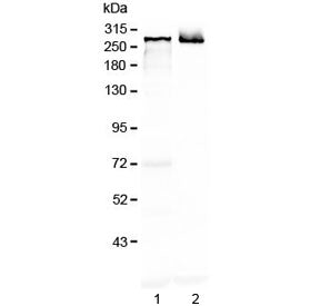 Western blot testing of 1) rat brain and 2) mouse brain lysate with MAP2 antibody at 0.5ug/ml. Predi