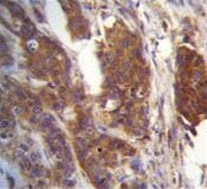 Ufm1-conjugating enzyme 1 Antibody / Ufc1