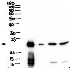 PLUNC Antibody