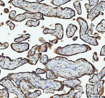IHC staining of FFPE human placental tissue with RPL18 antibody. HIER: boil tissue sections in pH8 E