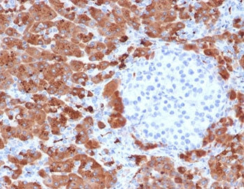 IHC testing of FFPE human pancreas with Carboxypeptidase A1 antibody (clone CBPA1-1). HIER: boil tis