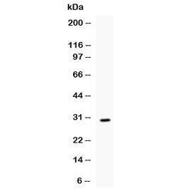 IL17 Antibody