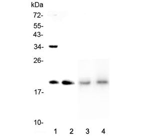 Western blot testing of 1) human HeLa, 2) human placenta, 3) rat lung and 4) mouse lung lysate with
