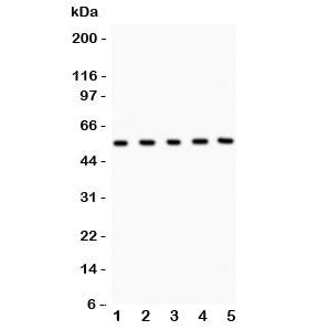 MMP3 Antibody