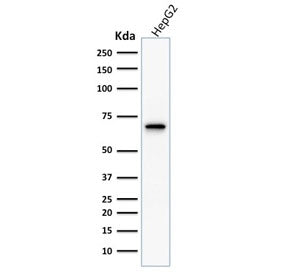COX2 Antibody / PTGS2
