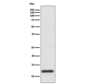 Western blot testing of human HepG2 cell lysate with Thioredoxin antibody. Predicted molecular weigh