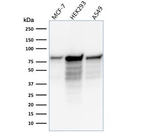 MCM7 Antibody