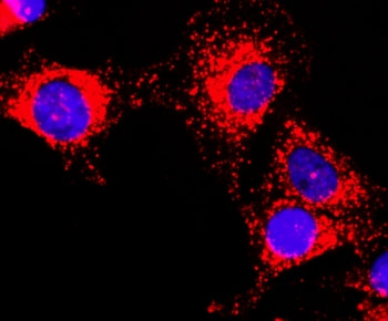 ICC staining of human HeLa cells using recombinant GAPDH antibody at 1:200 (red) and DAPI nuclear st