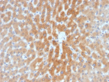 ARF1 Antibody