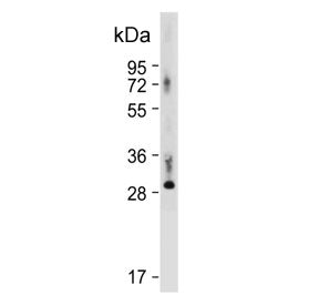 Western blot testing of human placental tissue lysate with Thyroxine 5-deiodinase antibody. Predicte