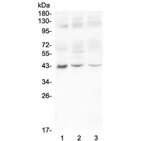 MADCAM1 Antibody