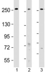 Western blot testing of human 1) HeLa, 2) HT-29 and 3) WiDr cell lysate with PCNXL2 antibody at 1:20