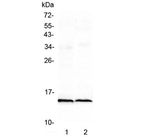 Western blot testing of 1) rat heart and 2) mouse heart lysate with Fabp3 antibody at 0.5ug/ml. Pred