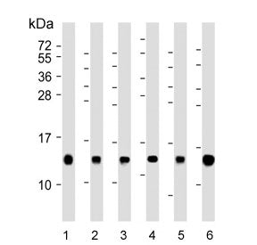 Western blot analysis of 1) human HL60, 2) mouse NIH 3T3, 3) human HeLa, 4) human A431, 5) rat H-4-I