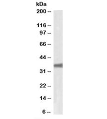 Western blot testing of HepG2 lysate with GNB3 antibody at 0.1ug/ml. Predicted molecular weight ~37k