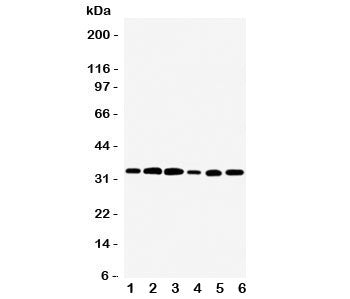 TAZ Antibody