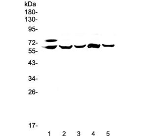 Carboxylesterase 1 Antibody / CES1