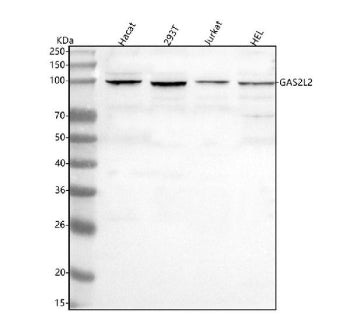 Western blot analysis of GAS2L2 using anti-GAS2L2 antibody. Lane 1: human Hacat whole cell lysates,