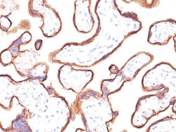 Placental Alkaline Phosphatase Antibody / ALPP