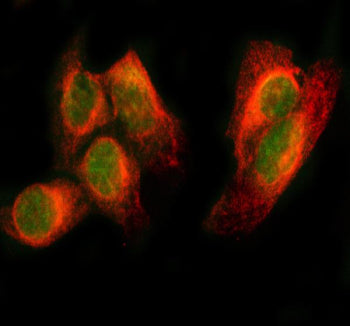 IF analysis of PAX8 using anti-PAX8 antibody (green) and anti-Beta Tubulin antibody (red). PAX8 was