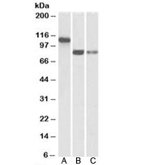 T-Cadherin Antibody