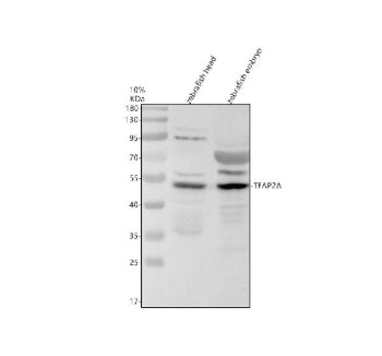 Western blot analysis of Tfap2a protein using Zebrafish Tfap2a antibody and 1) zebrafish head tissue
