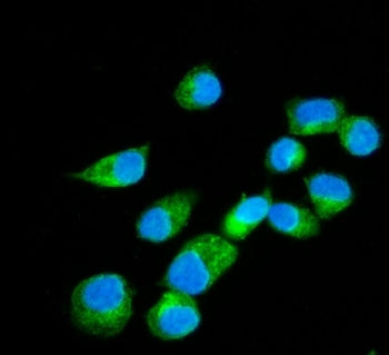 ERLIN2 Antibody