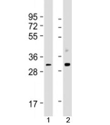 CDK1 Antibody / CDC2