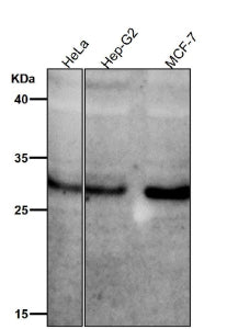 All lanes use the Phospho-MST1/MST2 (Thr183/Thr180) antibody at 1:1K dilution for 1 hour at room tem