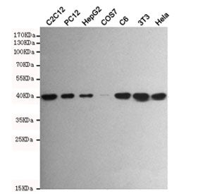 Western blot testing of mouse C2C12, rat PC12, human HepG2, monkey COS7, rat C6, mouse NIH3T3 and hu