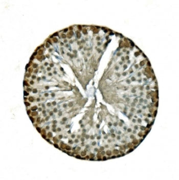 IHC staining of FFPE rat testis with LSM8 antibody. HIER: boil tissue sections in pH8 EDTA for 20 mi