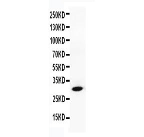 Granzyme B Antibody