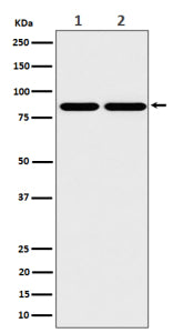Western blot analysis of RAB45/RASEF expression in (1) human A431 cell lysate and (2) mouse RAW264.7