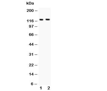 BOC Antibody