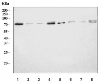 Western blot testing of 1) rat brain, 2) rat stomach, 3) rat small intestine, 4) rat pancreas, 5) mo